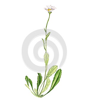 watercolor drawing plant of oxeye daisy