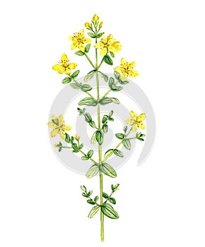 watercolor drawing plant of perforate St John's-wort photo