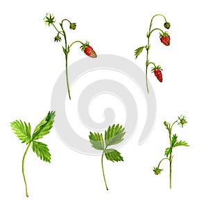 Watercolor drawing plants of strawberry