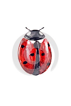 Watercolor drawing of red ladybug isolated on the white background. Handmade illustration of lady beetle