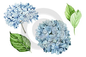 Watercolor drawing. set of blue hydrangeas. isolated on white background clipart blue hydrangea flowers and green leaves. realisti