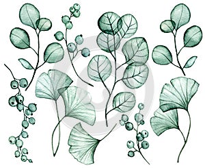 watercolor drawing. set of transparent eucalyptus and ginkgo leaves. x-ray