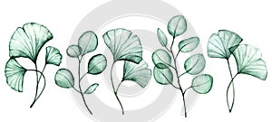 watercolor drawing. set of transparent eucalyptus and ginkgo leaves. x-ray