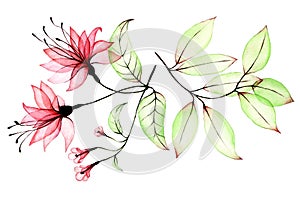 Watercolor drawing set of transparent flowers and leaves. transparent pink tropical flower, hibiscus and green tropical leaves. co