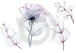Watercolor drawing, set of transparent rose flowers and eucalyptus leaves bedding colors pink, blue, gray. isolated on white. tran