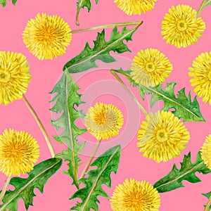 Watercolor drawing of spring flowers Taraxacum, blowball. Hand drawn painting of dandelion plant. Spring flowers bouquet.