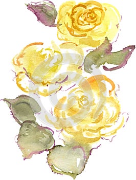 Watercolor drawing of three yellow rose buds