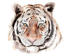 Watercolor drawing tiger, head, brown eyes, sketch