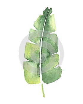 Watercolor drawing of a tropical banana leaf