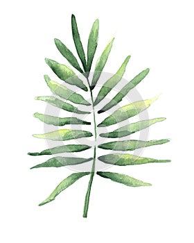Watercolor drawing of a tropical coconut leaf