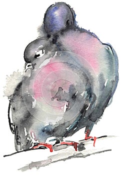 Watercolor drawing two loving pigeons