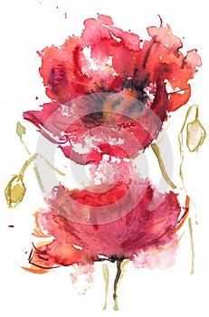 Watercolor drawing two red poppies