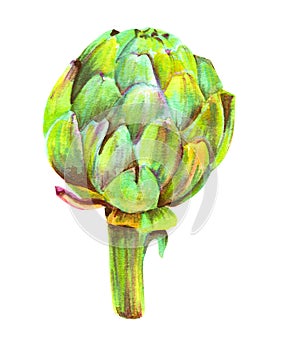 A watercolor drawing of a vibrant artichoke, isolated