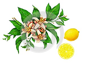 Watercolor drawings of beautiful yellow lemon fruit on a branch with green leaves and flowers isolated on white background