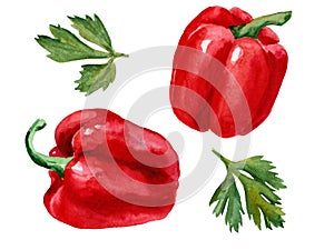 Watercolor drawings of red peppers
