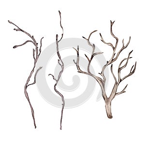 Watercolor dry branches set isolated on white background. Gothic botanical Illustration bare tree hand drawn. Gothic