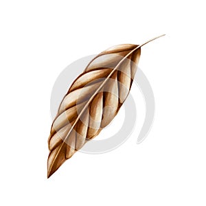 Watercolor dry cocoa leaf. Hand drawn botanical realistic illustration isolated on white background. For designers