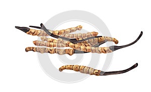 Watercolor dry Cordyceps militaris mushroom. Hand-drawn illustration isolated on white background. Perfect concept for