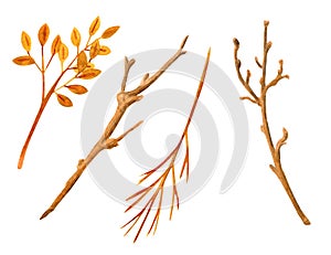 Watercolor dry tree branches and autumn leaves set. Hand painted bare twigs and sticks collection isolated on white