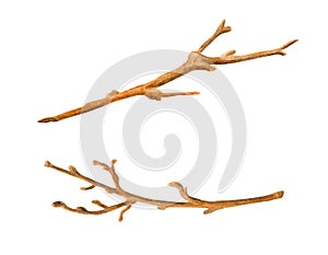 Watercolor dry tree branches set. Hand painted bare twigs and sticks isolated on white background. Wooden nature