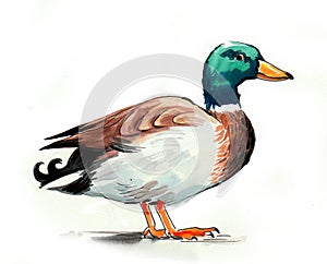 Watercolor duck