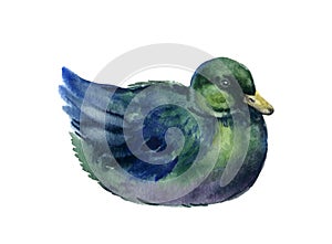 Watercolor duck, farm birds illustartions on the white background,