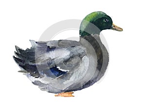 Watercolor duck, farm birds illustartions on the white background