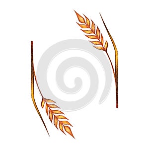 Watercolor ears of wheat frame border illustration isolated on white background. Template for decorating illustrations.