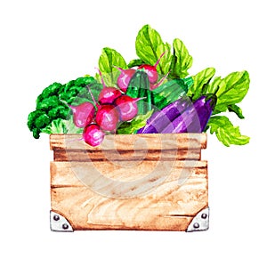 Watercolor eco vegetables in a box. Harvesting, farmers\' market, gardening, healthy eating.