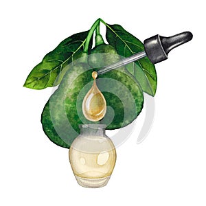 Watercolor essential oil bottle decorated with avocado fruits and leaves