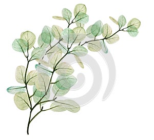 Watercolor eucaliptus leaves big branch. Hand drawn illustration.