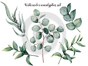 Watercolor eucalyptus big set. Hand painted baby, seeded and silver dollar eucalyptus branch isolated on white