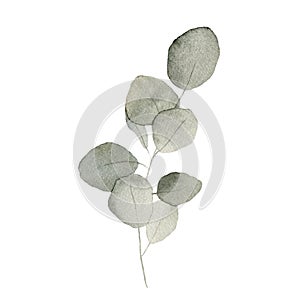 Watercolor eucalyptus branch hand drawn isolated on a white background. Watercolor illustration.