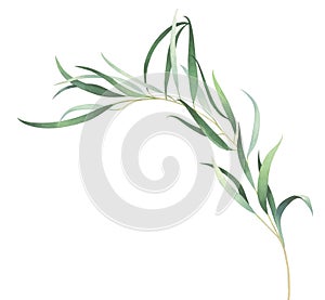 Watercolor eucalyptus branch isolated on white background