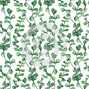 Watercolor eucalyptus branches seamless pattern. Hand drawn silver dollar plant with round leaves isolated on white