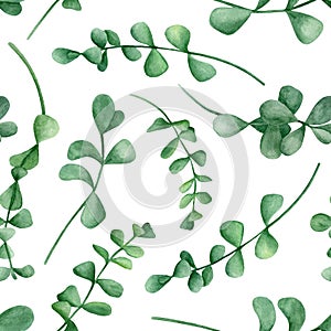 Watercolor eucalyptus branches seamless pattern. Hand drawn silver dollar plants with round leaves isolated on white background.