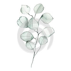 Watercolor eucalyptus dusty green leaf plant herb spring flora