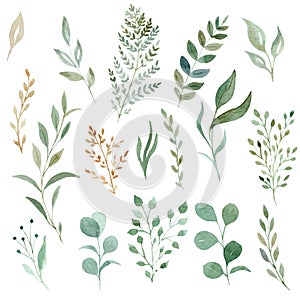 Watercolor eucalyptus and greenery leaves clipart set. Hand drawn illustration.