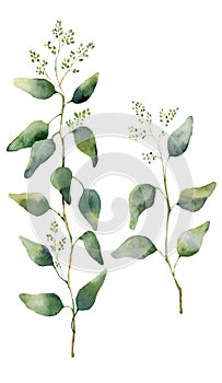 Watercolor eucalyptus leaves and branches with flowers. Hand painted flowering eucalyptus. Floral illustration isolated on white