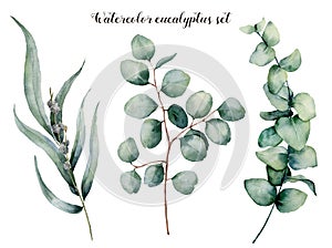 Watercolor eucalyptus realistic set. Hand painted baby, seeded and silver dollar eucalyptus branch isolated on white photo