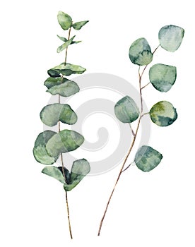 Watercolor eucalyptus round leaves and branches. Hand painted baby eucalyptus and silver dollar elements. Floral illustration