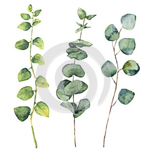 Watercolor eucalyptus round leaves and twig branches. photo