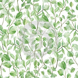 Watercolor eucalyptus seamless patterns, leaves and branches. Hand painted botanical greenery, silver dollar eucalyptus isolated