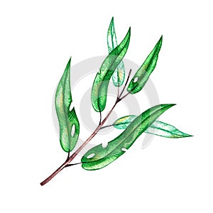 Watercolor eucalyptus twigs on a white background
