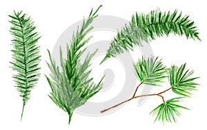 Watercolor evergreen coniferous tree branches set. Isolated illustration on white background. Christmas trees branch