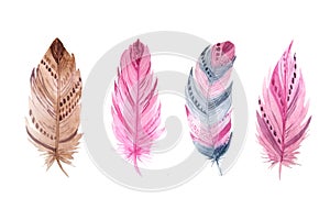 Watercolor exotic feathers set