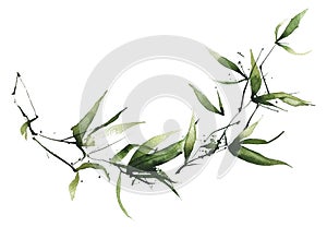Watercolor exotic greenery semicircular frame. Green bamboo branches, leaves and twigs. photo