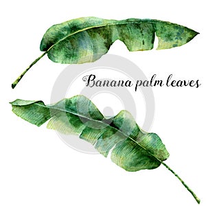 Watercolor exotic palm leaves. Hand painted banana branch. Tropic plant isolated on white background. Botanical