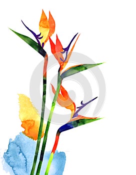 Watercolor exotic tropical flower, strelitzia on white background photo