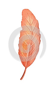 Watercolor fall tree leaf. Hand drawn autumn illustration